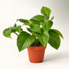 Green Queen Pothos on a clean catalog background — representative generated image