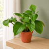 Green Queen Pothos beside a softly lit window — representative generated image