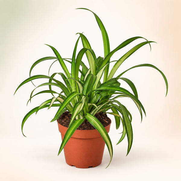 Four-inch Hawaiian Spider Plant on a clean catalog background — representative generated image