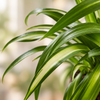 Close view of striped Hawaiian Spider Plant leaves — representative generated image