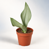 Four-inch Moonshine Snake Plant on a clean catalog background — representative generated image