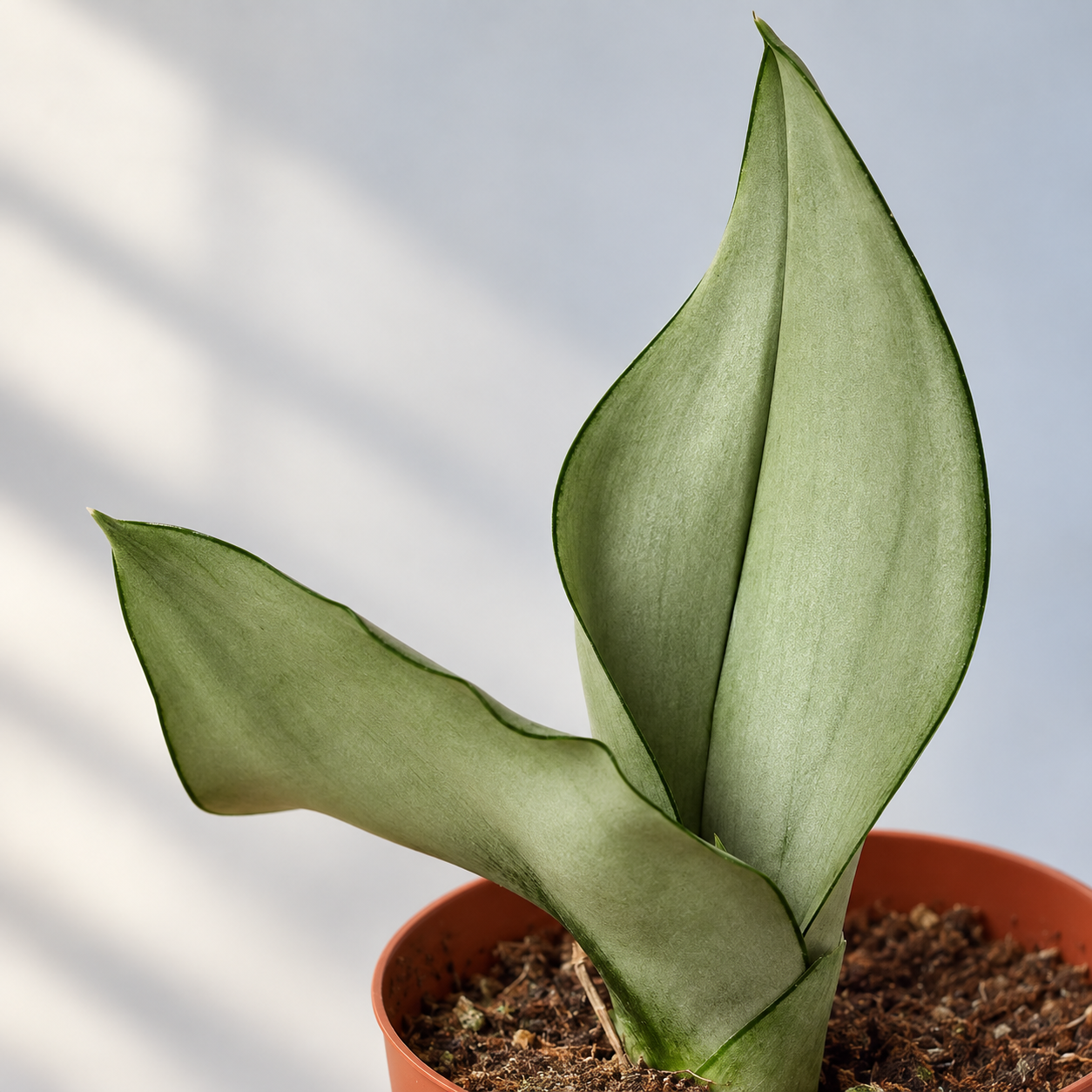 Close view of silvery Moonshine Snake Plant leaves — representative generated image