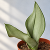 Close view of silvery Moonshine Snake Plant leaves — representative generated image