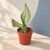 Four-inch Moonshine Snake Plant in a nursery pot — representative generated image