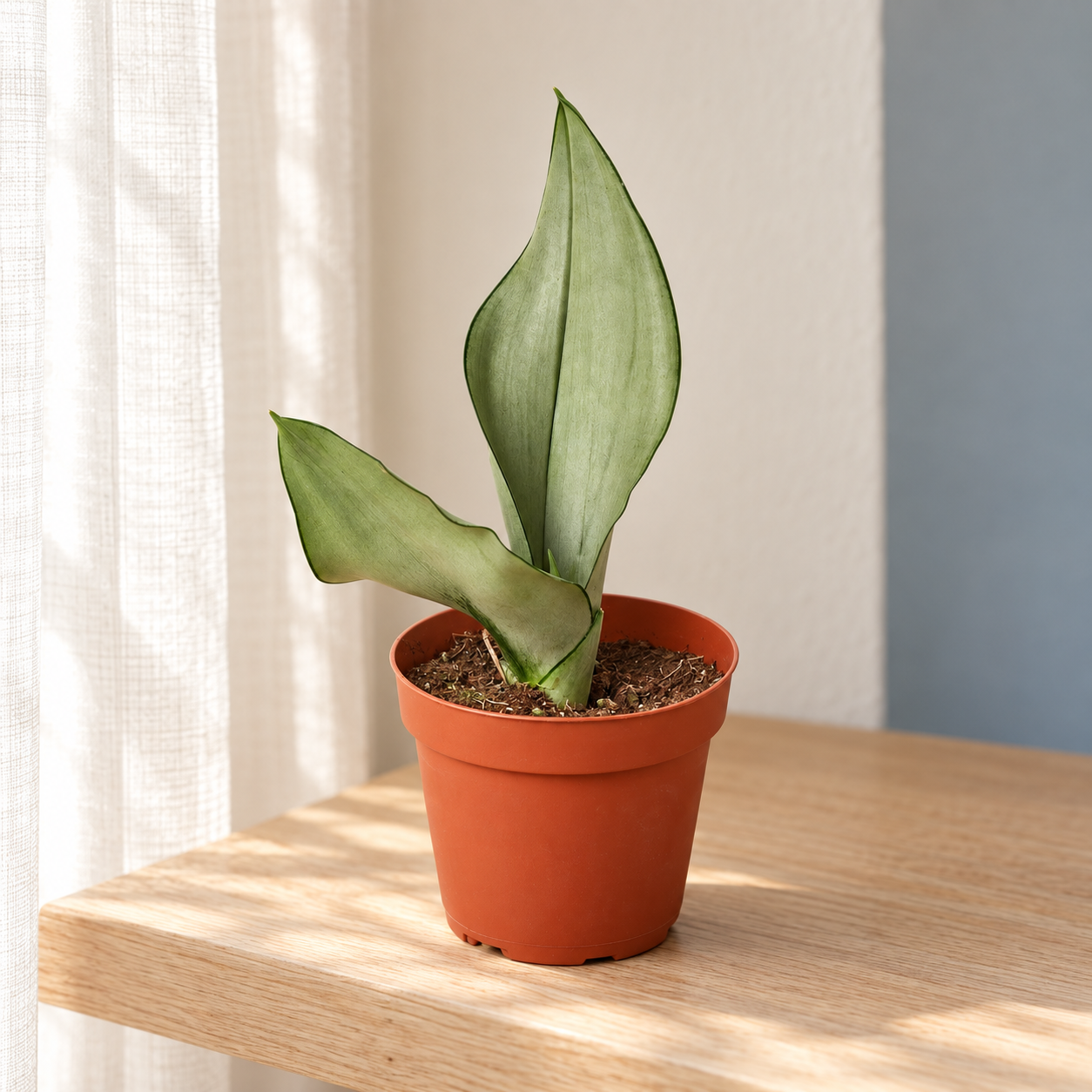 Four-inch Moonshine Snake Plant beside a softly lit window — representative generated image