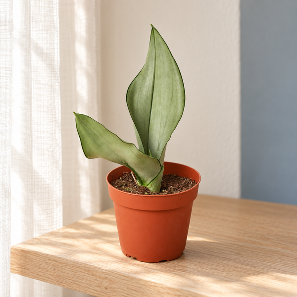 Four-inch Moonshine Snake Plant beside a softly lit window — representative generated image
