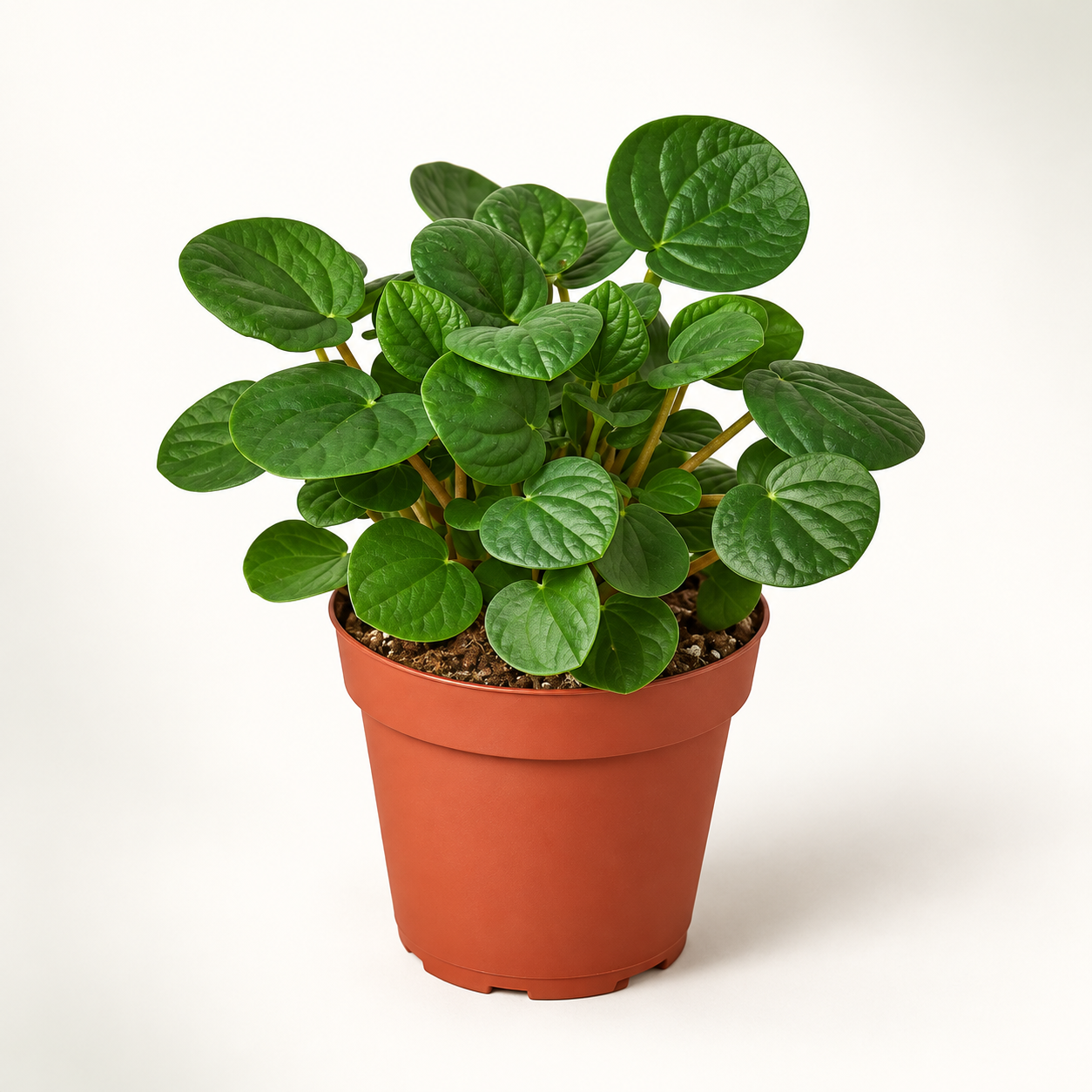 Four-inch Rana Verde Peperomia on a clean catalog background — representative generated image