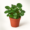 Four-inch Rana Verde Peperomia on a clean catalog background — representative generated image