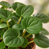 Close view of textured Rana Verde Peperomia leaves — representative generated image