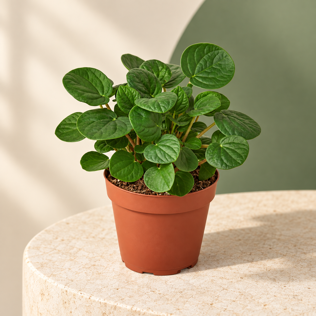 Four-inch Rana Verde Peperomia in a nursery pot — representative generated image